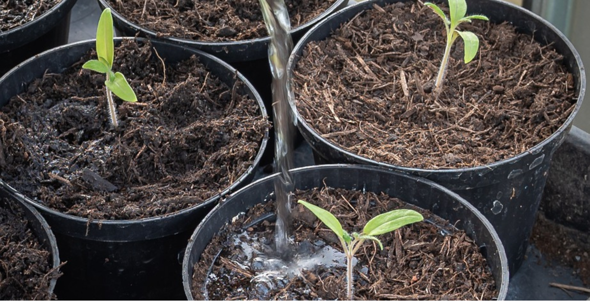water seedlings